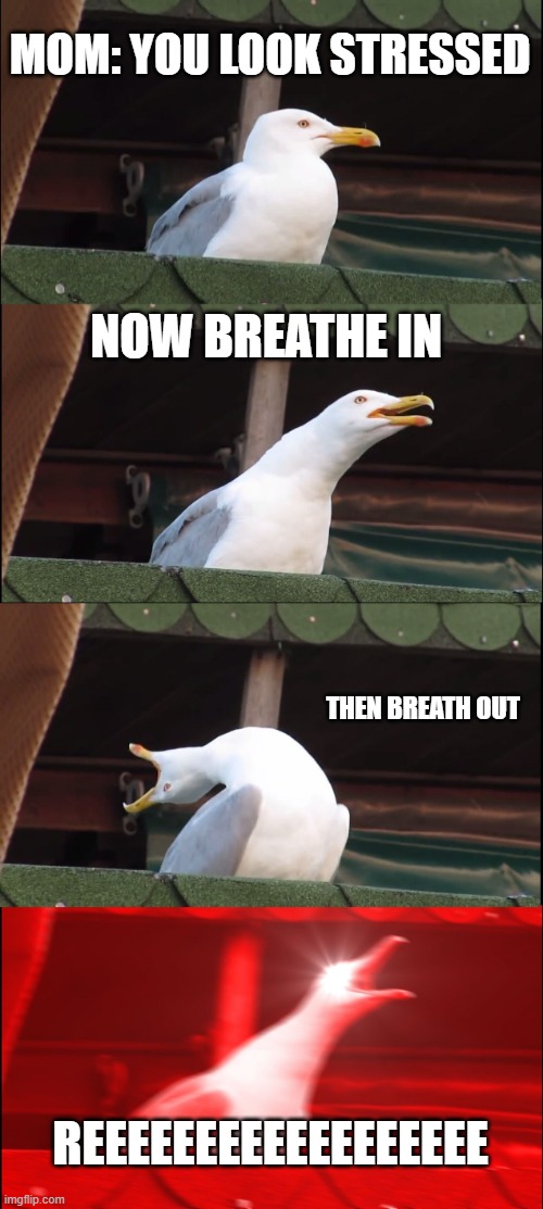 Breathe in *inhales* Breathe out REEEEEEEEEEEEEEEEEEEEEEEEEEEEEEEEEEEEEEEEEEEEEEEEEEEEEEEEEEEEEEEEEEEEEEEEEEEEEEEEEEEEEEEEEEEEEE | MOM: YOU LOOK STRESSED; NOW BREATHE IN; THEN BREATH OUT; REEEEEEEEEEEEEEEEEE | image tagged in memes,inhaling seagull,reeeeeeeeeeeeeeeeeeeeee,reee,reeeee,seagull | made w/ Imgflip meme maker
