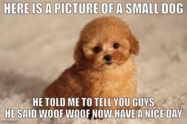 HERE IS A PICTURE OF A SMALL DOG; HE TOLD ME TO TELL YOU GUYS HE SAID WOOF WOOF NOW HAVE A NICE DAY | image tagged in dog | made w/ Imgflip meme maker