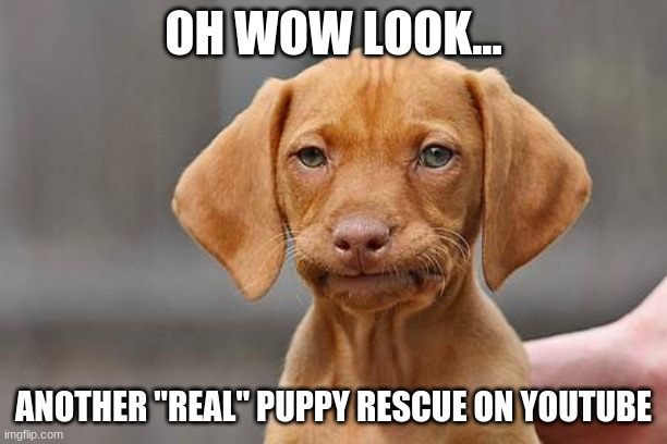 Do NOT trust these fake dog rescue youtube channels. All of them are staged. >:( | OH WOW LOOK... ANOTHER "REAL" PUPPY RESCUE ON YOUTUBE | image tagged in dissapointed puppy,staged,fake news,doge,animal rescue | made w/ Imgflip meme maker