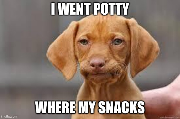 Disappointed Dog | I WENT POTTY; WHERE MY SNACKS | image tagged in disappointed dog | made w/ Imgflip meme maker