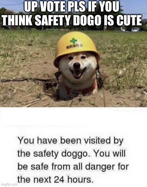 Safety dogo | UP VOTE PLS IF YOU THINK SAFETY DOGO IS CUTE | image tagged in cute dog | made w/ Imgflip meme maker