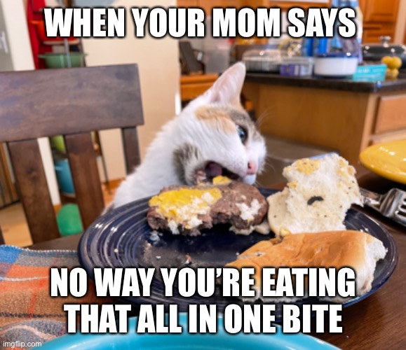 CooperBurger | WHEN YOUR MOM SAYS; NO WAY YOU’RE EATING THAT ALL IN ONE BITE | image tagged in cats,cat,hungry cat,cheeseburger,funny animals,funny cat | made w/ Imgflip meme maker