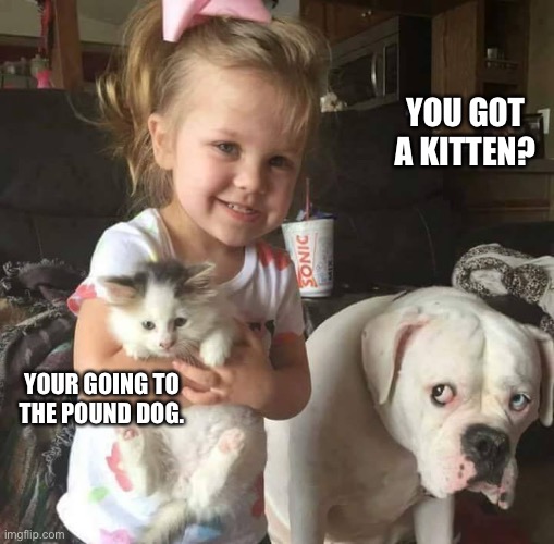 Replaced |  YOU GOT A KITTEN? YOUR GOING TO THE POUND DOG. | image tagged in replaced | made w/ Imgflip meme maker