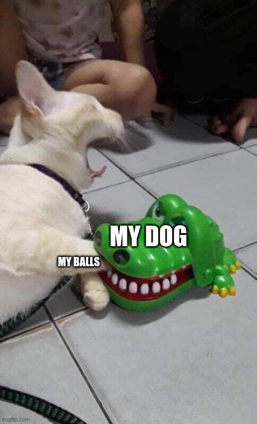 It hurt. Press upvote to show respect. | MY DOG; MY BALLS | image tagged in ouch | made w/ Imgflip meme maker