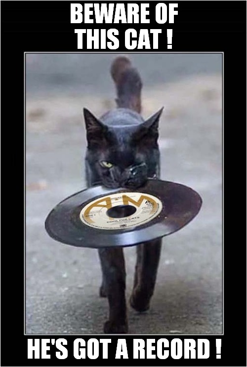 A Feline Felon ? | BEWARE OF THIS CAT ! HE'S GOT A RECORD ! | image tagged in cats,warning,record | made w/ Imgflip meme maker