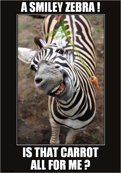 To Cheer You Up ! | A SMILEY ZEBRA ! IS THAT CARROT
ALL FOR ME ? | image tagged in smile,zebra,carrot | made w/ Imgflip meme maker