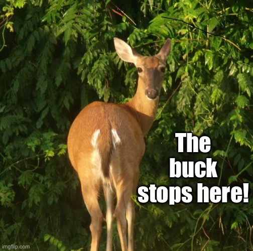 I. The spirit of Harry Truman | The buck stops here! | image tagged in sexy deer,buck stops here,harry truman | made w/ Imgflip meme maker