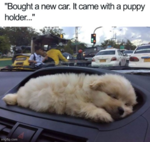 image tagged in puppy,car,news | made w/ Imgflip meme maker