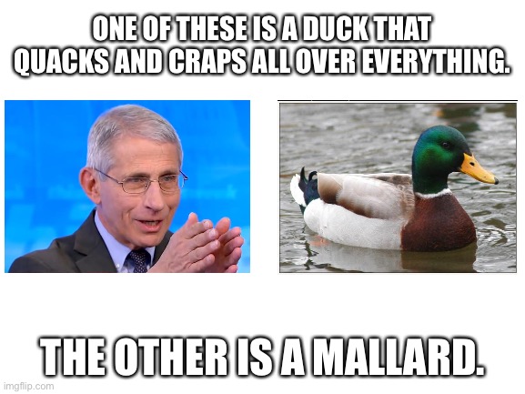 Fauci is a quack and lame duck | ONE OF THESE IS A DUCK THAT QUACKS AND CRAPS ALL OVER EVERYTHING. THE OTHER IS A MALLARD. | image tagged in blank white template,memes,fauci,mallard,quack,fraud | made w/ Imgflip meme maker