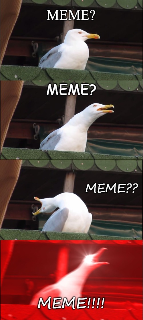 Inhaling Seagull | MEME? MEME? MEME?? MEME!!!! | image tagged in memes,inhaling seagull | made w/ Imgflip meme maker