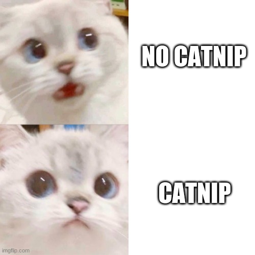 C A T N I P | NO CATNIP; CATNIP | image tagged in panik - calm cat | made w/ Imgflip meme maker