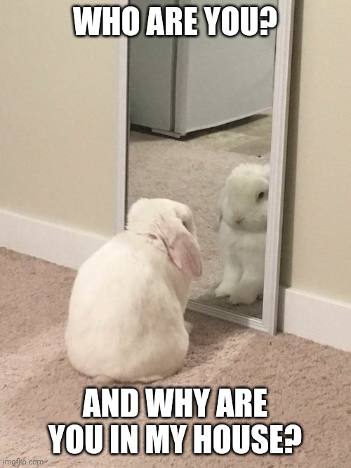 BUNNY MIRROR | WHO ARE YOU? AND WHY ARE YOU IN MY HOUSE? | image tagged in bunnies,rabbits,bunny,mirror | made w/ Imgflip meme maker