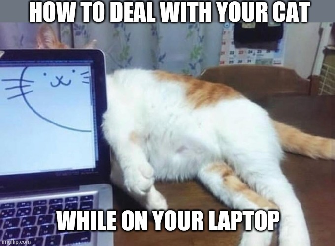 LAPTOP CAT | HOW TO DEAL WITH YOUR CAT; WHILE ON YOUR LAPTOP | image tagged in cats,funny cats | made w/ Imgflip meme maker