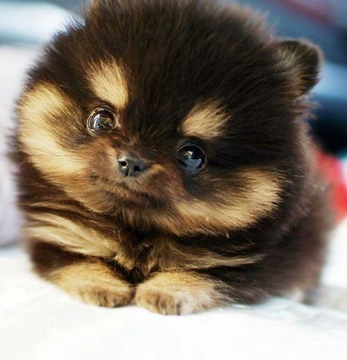 image tagged in animals