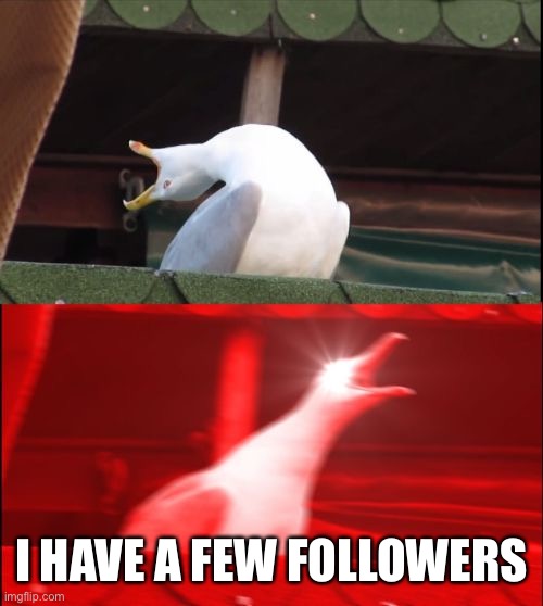 screaming seagull | I HAVE A FEW FOLLOWERS | image tagged in screaming seagull | made w/ Imgflip meme maker