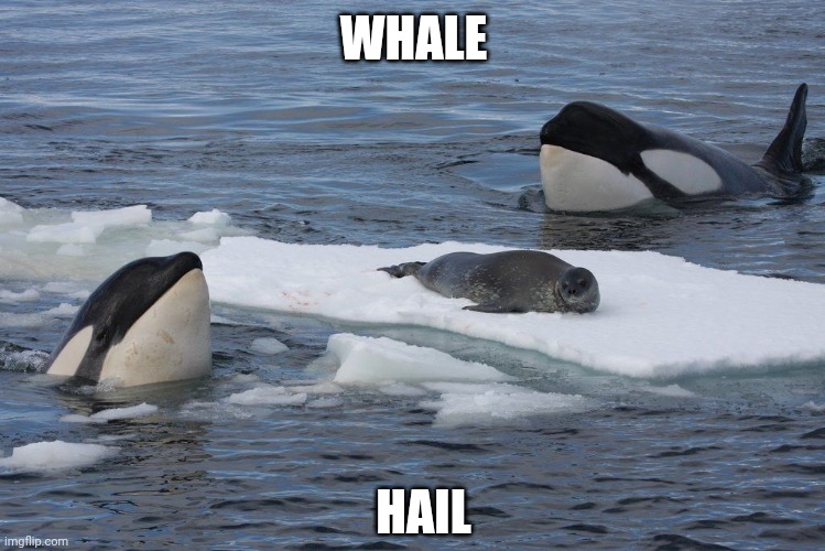 Whale Hail | WHALE; HAIL | image tagged in whale | made w/ Imgflip meme maker