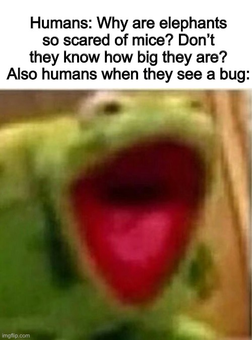 AHHHHHHHHHHHHH | Humans: Why are elephants so scared of mice? Don’t they know how big they are?
Also humans when they see a bug: | image tagged in ahhhhhhhhhhhhh,memes,funny | made w/ Imgflip meme maker