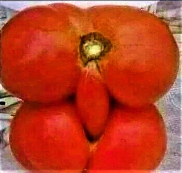 tomato sex Blank Meme Template