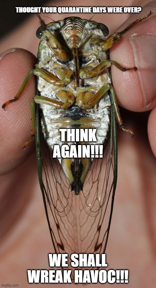 Cicadas Quarantine Wreak Havoc | THOUGHT YOUR QUARANTINE DAYS WERE OVER? THINK AGAIN!!! WE SHALL WREAK HAVOC!!! | image tagged in cicada,brood,funny | made w/ Imgflip meme maker