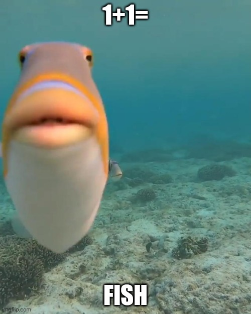 staring fish | 1+1= FISH | image tagged in staring fish | made w/ Imgflip meme maker