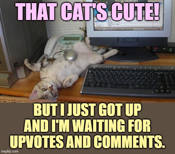 THAT CAT'S CUTE! BUT I JUST GOT UP AND I'M WAITING FOR UPVOTES AND COMMENTS. | made w/ Imgflip meme maker