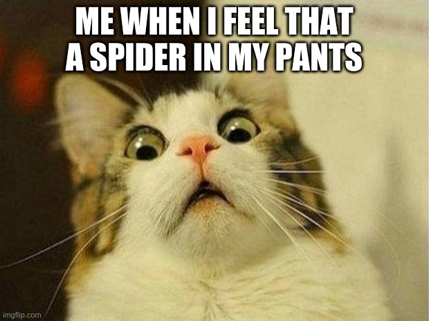 cat | ME WHEN I FEEL THAT A SPIDER IN MY PANTS | image tagged in memes,scared cat | made w/ Imgflip meme maker