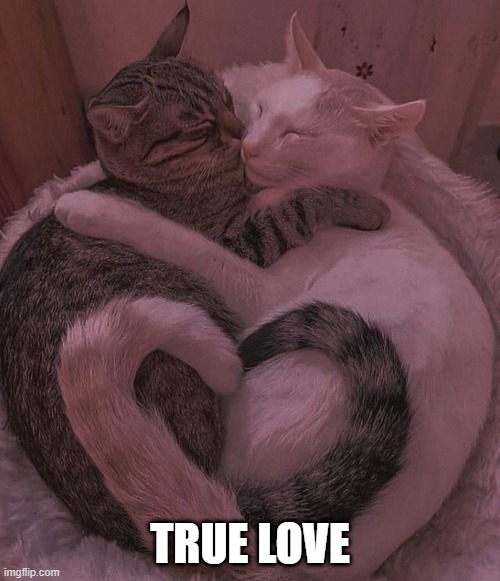 True Love | TRUE LOVE | image tagged in cats,love | made w/ Imgflip meme maker