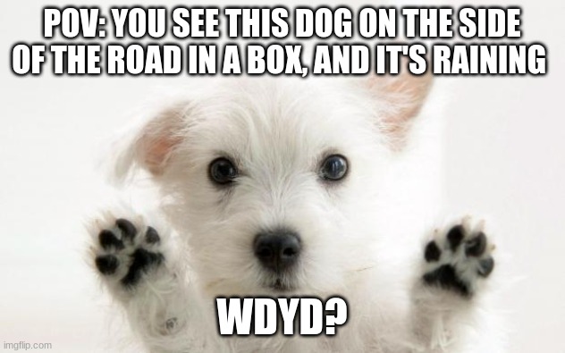 cute dog | POV: YOU SEE THIS DOG ON THE SIDE OF THE ROAD IN A BOX, AND IT'S RAINING; WDYD? | image tagged in cute dog | made w/ Imgflip meme maker