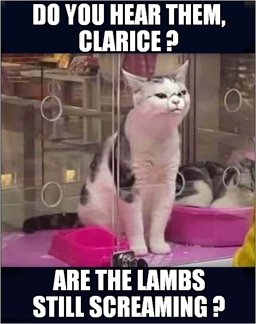 A Cat Named Hannibal ! | DO YOU HEAR THEM,
CLARICE ? ARE THE LAMBS STILL SCREAMING ? | image tagged in cats,silence of the lambs | made w/ Imgflip meme maker