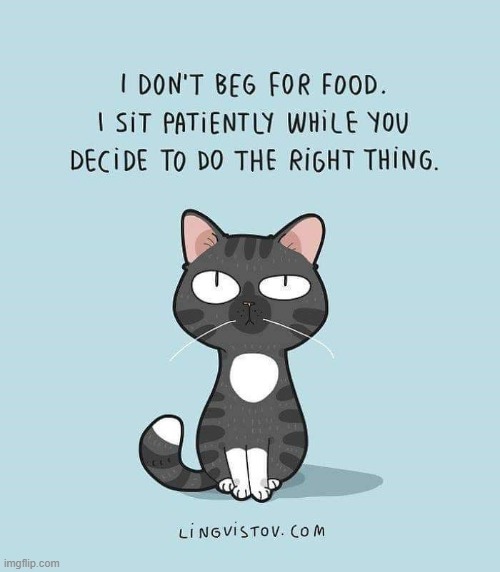 A Cat's Way Of Thinking | image tagged in memes,comics,cats,no,begging cat,ill just wait here | made w/ Imgflip meme maker