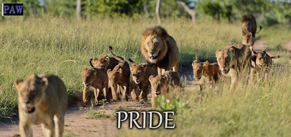 Pride | PRIDE | image tagged in pride,lion,real | made w/ Imgflip meme maker