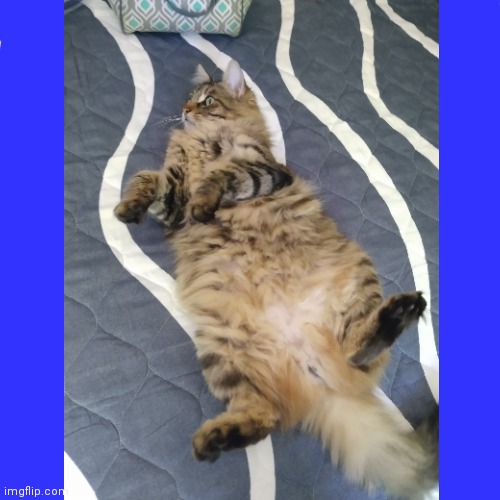 Say hi to my fluffy kitty | image tagged in cat,dluff,kitty | made w/ Imgflip meme maker