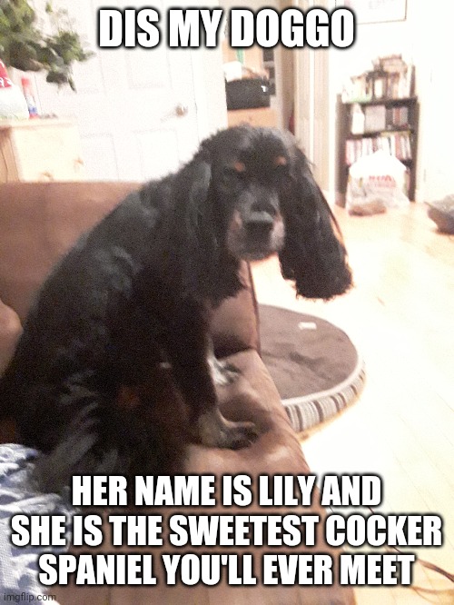 Also I guess you're getting a living room revile | DIS MY DOGGO; HER NAME IS LILY AND SHE IS THE SWEETEST COCKER SPANIEL YOU'LL EVER MEET | made w/ Imgflip meme maker