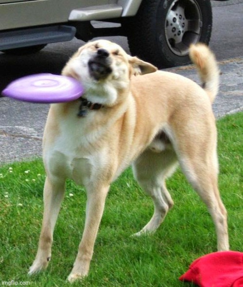 Dog Fail | image tagged in dog fail | made w/ Imgflip meme maker