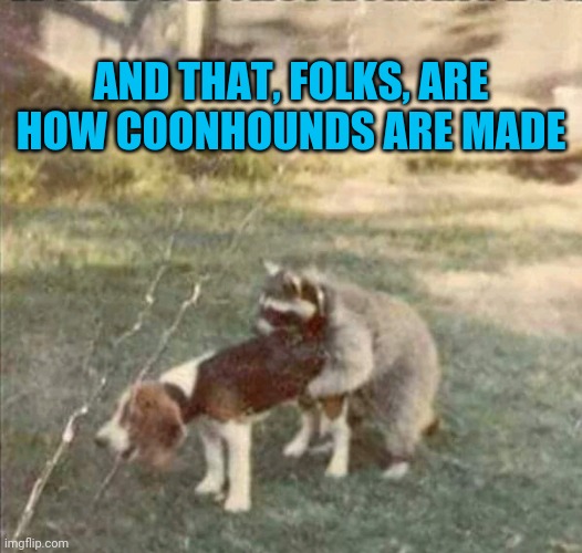 Dog | AND THAT, FOLKS, ARE HOW COONHOUNDS ARE MADE | image tagged in funny memes | made w/ Imgflip meme maker