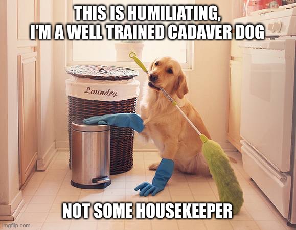 house cleaning | THIS IS HUMILIATING, I’M A WELL TRAINED CADAVER DOG; NOT SOME HOUSEKEEPER | image tagged in house cleaning | made w/ Imgflip meme maker