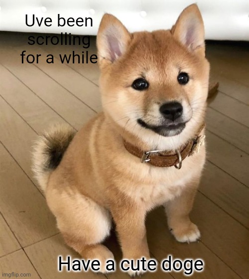 Cute doge | Uve been scrolling for a while; Have a cute doge | image tagged in dog | made w/ Imgflip meme maker