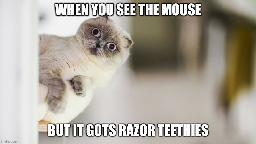 See the mouse | WHEN YOU SEE THE MOUSE; BUT IT GOTS RAZOR TEETHIES | image tagged in cats,mouse | made w/ Imgflip meme maker