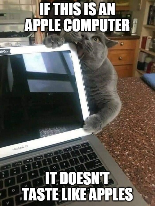 IF THIS IS AN APPLE COMPUTER; IT DOESN'T TASTE LIKE APPLES | image tagged in memes,cat,cats,mac,apple,laptop | made w/ Imgflip meme maker
