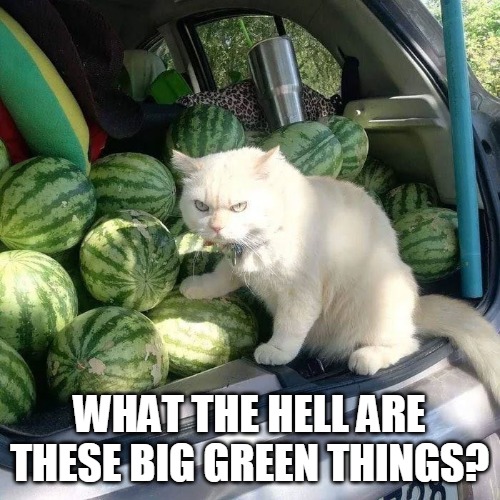 WHAT THE HELL ARE THESE BIG GREEN THINGS? | image tagged in memes,cats,cat,grumpy cat,watermelons | made w/ Imgflip meme maker