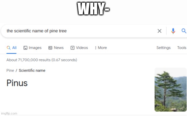 WHY- | image tagged in pine tree name | made w/ Imgflip meme maker