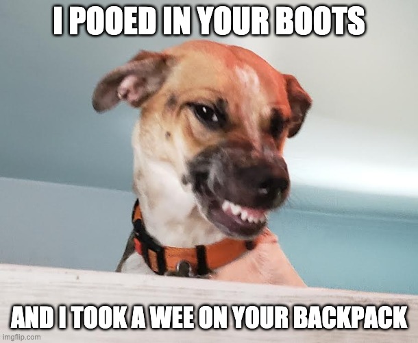 Evil Dog | I POOED IN YOUR BOOTS; AND I TOOK A WEE ON YOUR BACKPACK | image tagged in evildog,demon,evil,smile,evil smile | made w/ Imgflip meme maker