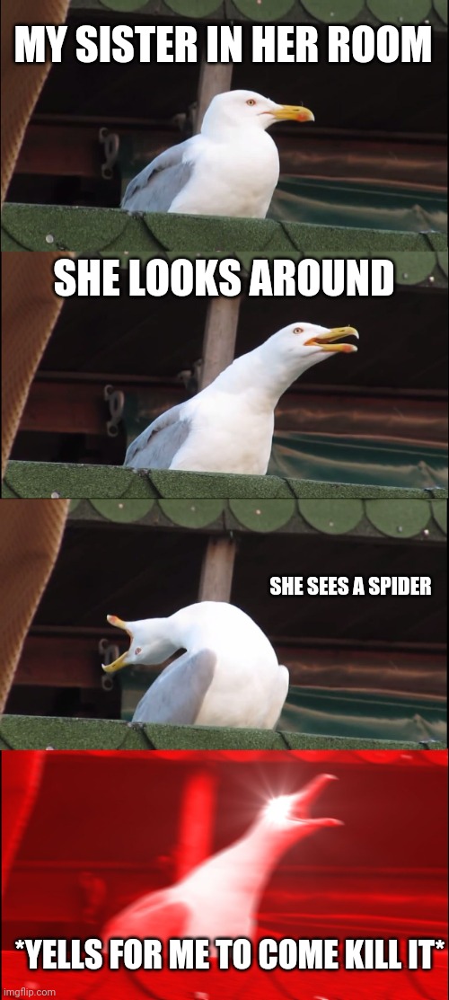 Just Because She Can Never Kill One Herself | MY SISTER IN HER ROOM; SHE LOOKS AROUND; SHE SEES A SPIDER; *YELLS FOR ME TO COME KILL IT* | image tagged in memes,inhaling seagull | made w/ Imgflip meme maker