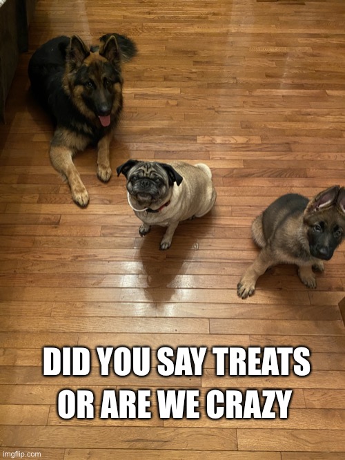 Treats | OR ARE WE CRAZY; DID YOU SAY TREATS | image tagged in hope you like dogs | made w/ Imgflip meme maker