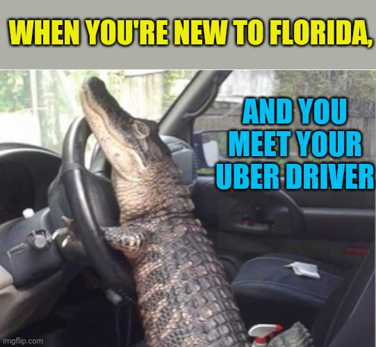 W.T.F. -Welcome to Florida! | WHEN YOU'RE NEW TO FLORIDA, AND YOU MEET YOUR UBER DRIVER | image tagged in meanwhile in florida,alligator,uber,driver,funny memes | made w/ Imgflip meme maker