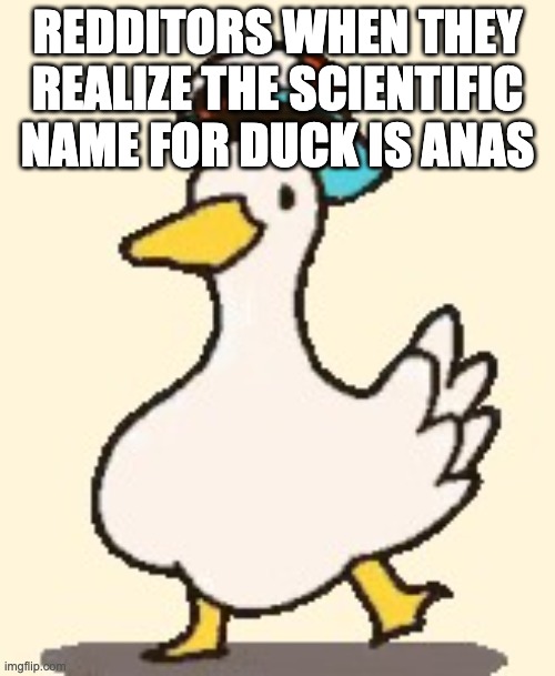 Dancing Duck | REDDITORS WHEN THEY REALIZE THE SCIENTIFIC NAME FOR DUCK IS ANAS | image tagged in dancing duck | made w/ Imgflip meme maker