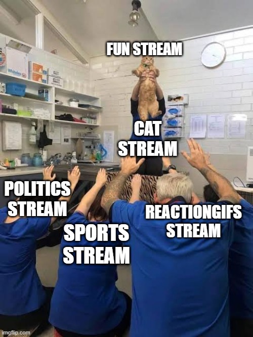 People Worshipping The Cat | FUN STREAM; CAT STREAM; POLITICS STREAM; REACTIONGIFS STREAM; SPORTS STREAM | image tagged in people worshipping the cat | made w/ Imgflip meme maker