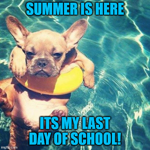 yayyyyyyyyyyyyyyyyyyyyyyyyyyyyyyyyyyyyyyyyy | SUMMER IS HERE; ITS MY LAST DAY OF SCHOOL! | image tagged in summer is here dog pug,school,summertime,yey | made w/ Imgflip meme maker