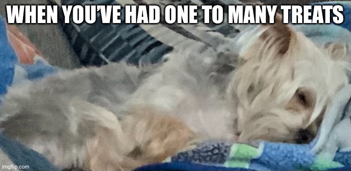 Dog | WHEN YOU’VE HAD ONE TO MANY TREATS | image tagged in dog | made w/ Imgflip meme maker