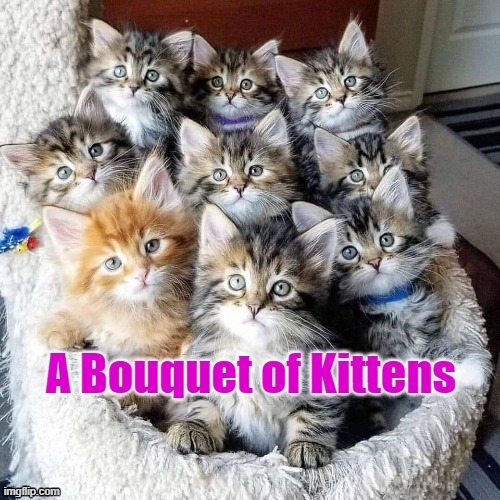 Bouquet of Kittens | image tagged in kitties | made w/ Imgflip meme maker